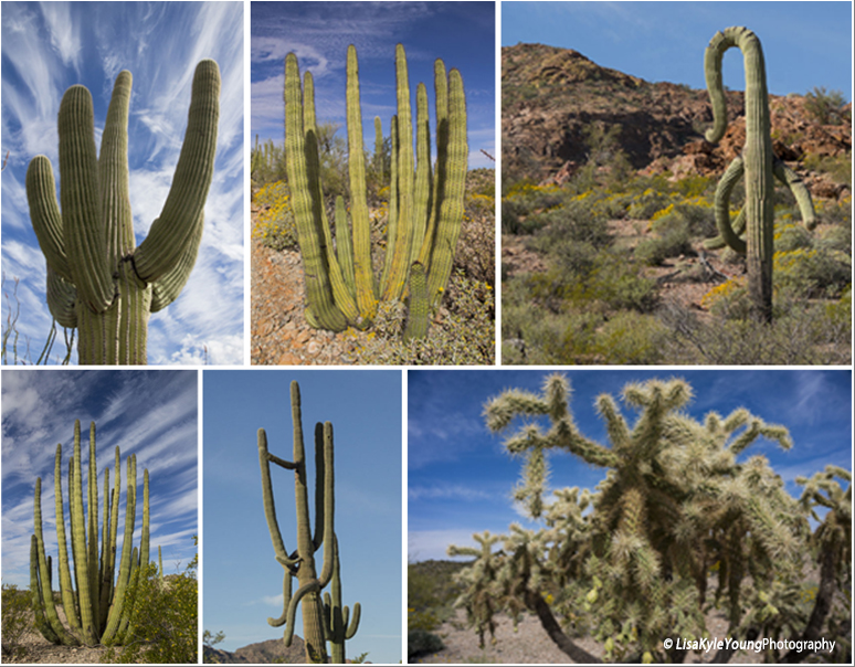 Organ Pipe National Monument Arizona